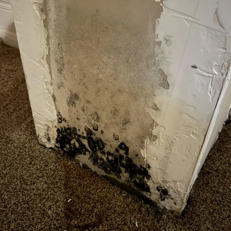 Professional Mold Removal in Shirley, MA